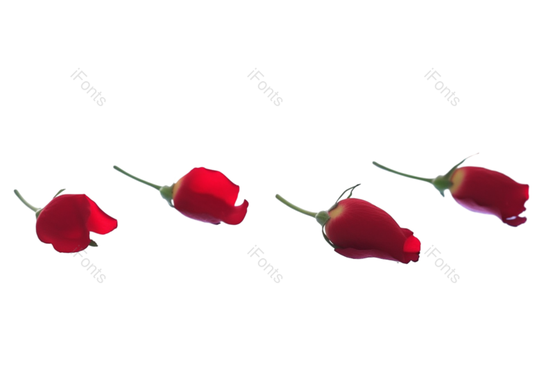 装饰图片,花瓣装饰元素,玫瑰花PNG,玫瑰免抠素材